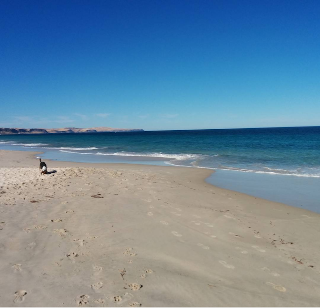 A view of the beach ocean with blue skies and a distracted dog in the distance